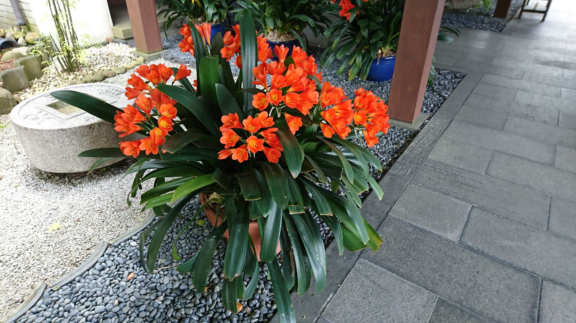 初夏