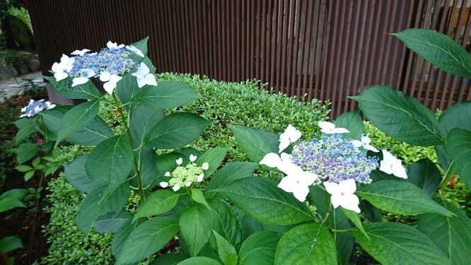 紫陽花