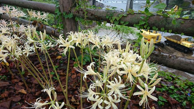 彼岸花が咲きはじめました　(^^♪
