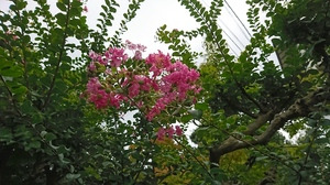 長月