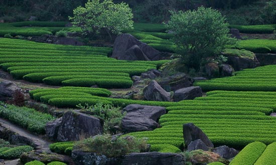 特产“嬉野茗茶”